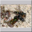 Oxybelus bipunctatus - Fliegenspiesswespe 02a 5mm Paarung mit Fliege als Opfer - OS-Wallenhorst-Tongrube-Lehmwiese.jpg